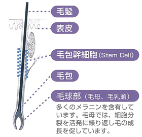 脱毛のメカニズム
