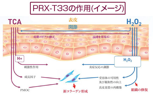 PRX-T33の作用（イメージ）